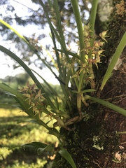 Epidendrum stangeanum