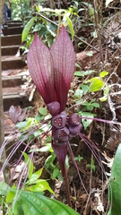 Tacca