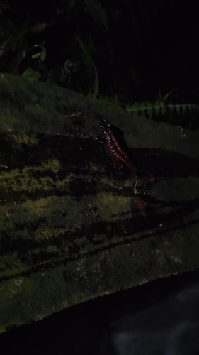 Tiannan Crocodile Newt