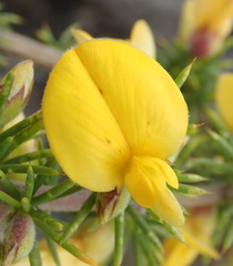 Aspalathus hirta hirta