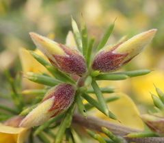 Aspalathus hirta hirta