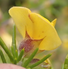 Aspalathus hirta hirta