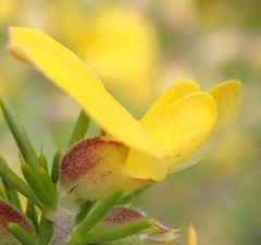 Aspalathus hirta hirta