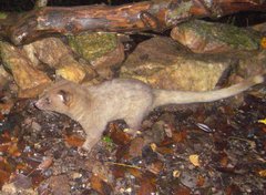 Paradoxurus zeylonensis