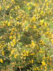 Aspalathus hirta hirta