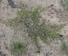 Aspalathus hispida albiflora