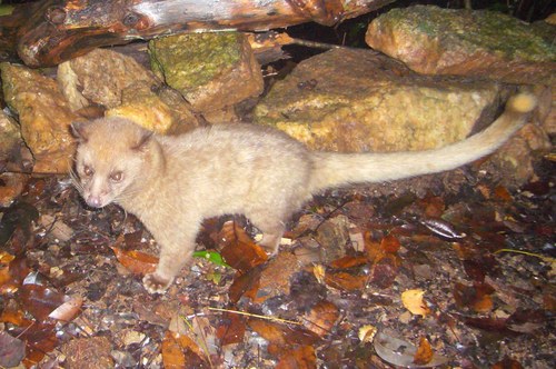Golden Palm Civet