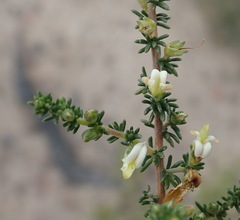 Aspalathus hispida albiflora