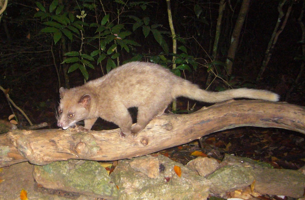 Golden Palm Civet