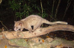 Paradoxurus zeylonensis