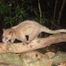 Golden Palm Civet - Photo (c) Pieter Prins, some rights reserved (CC BY-NC), uploaded by Pieter Prins