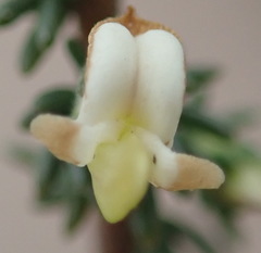 Aspalathus hispida albiflora