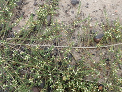 Aspalathus hispida albiflora
