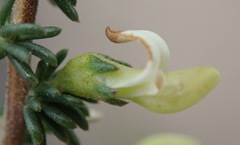 Aspalathus hispida albiflora