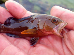 Epinephelus morio