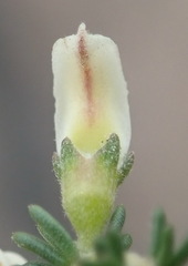Aspalathus hispida albiflora