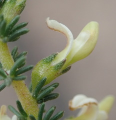 Aspalathus hispida albiflora