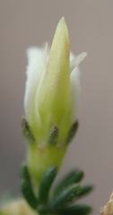 Aspalathus hispida albiflora