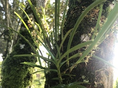 Epidendrum stangeanum