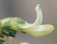 Aspalathus hispida albiflora
