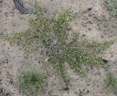 Aspalathus hispida albiflora