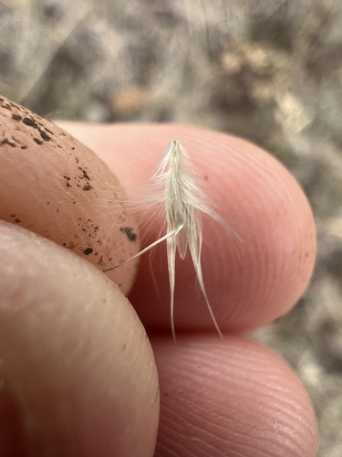 Rytidosperma bipartitum