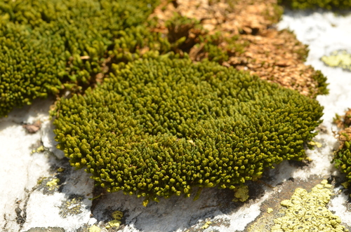 Grimmia mollis observed 2025-08-10