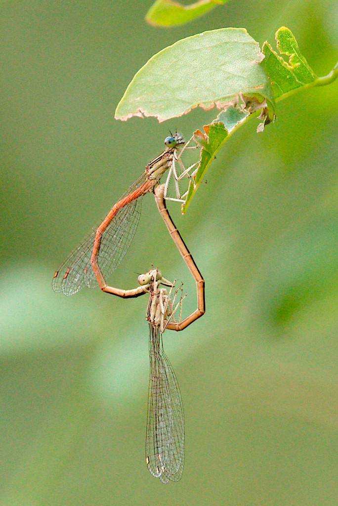 Orange Featherleg