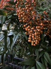 Nandina domestica