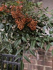Nandina domestica