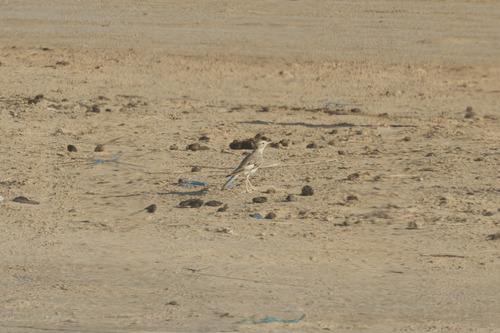 Greater Hoopoe-Lark