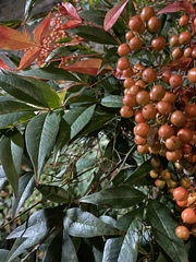 Nandina domestica