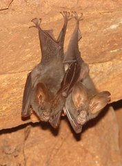 Megaderma spasma