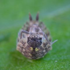 Porcellio spinicornis