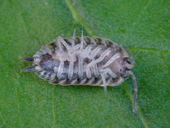 Porcellio spinicornis