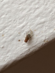 Drosophila