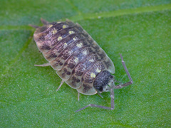 Porcellio spinicornis