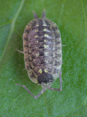 Porcellio spinicornis