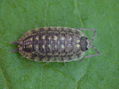 Porcellio spinicornis