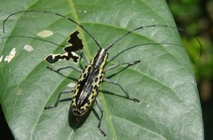 Macrochenus tigrinus