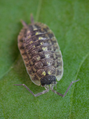 Porcellio spinicornis
