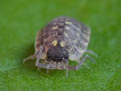 Porcellio spinicornis