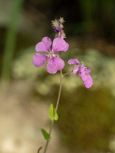 Streptanthus squamiformis, photograph 4
