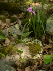 (c) Turner Brockman, some rights reserved (CC BY-SA) Streptanthus squamiformis, photograph (c) Turner Brockman, some rights reserved (CC BY-SA)