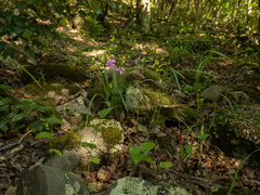 Streptanthus squamiformis, photograph (c) Turner Brockman, some rights reserved (CC BY-SA)