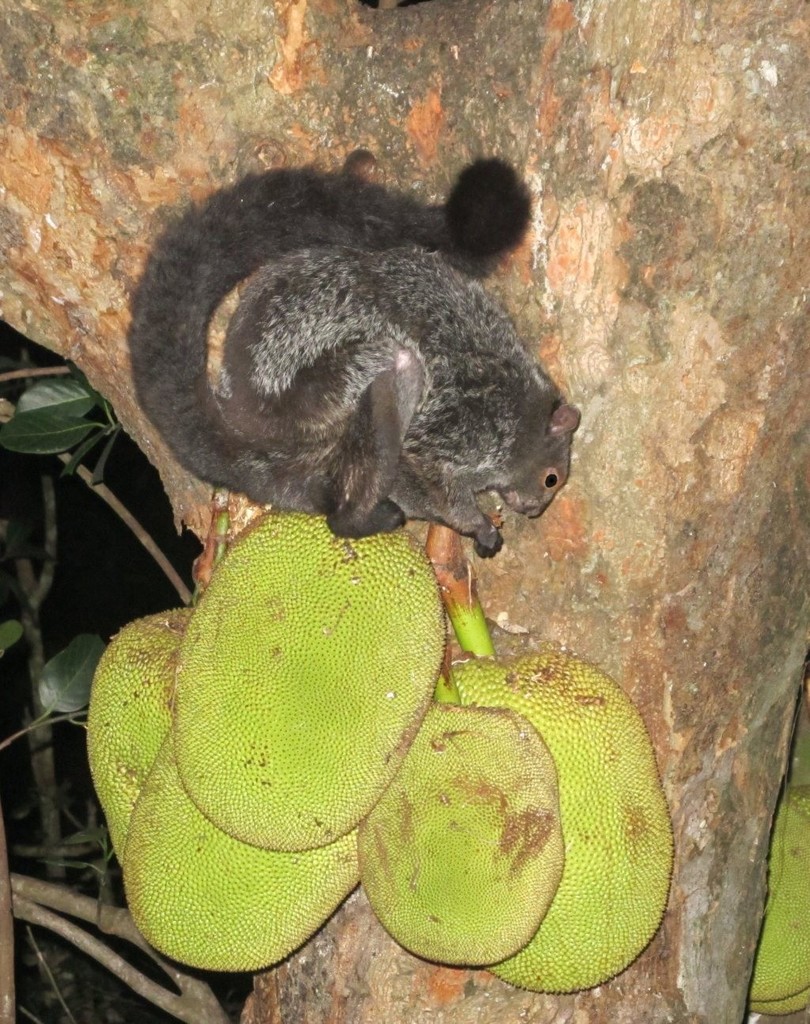 Indian Giant Flying Squirrel
