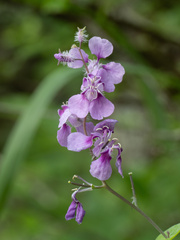 Streptanthus squamiformis