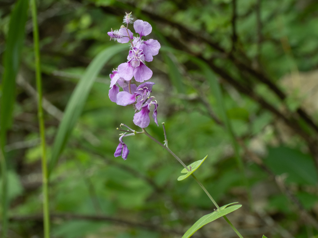 Streptanthus squamiformis; photograph (c) Turner Brockman, some rights reserved (CC BY-SA)