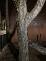 Gleditsia triacanthos