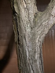 Gleditsia triacanthos